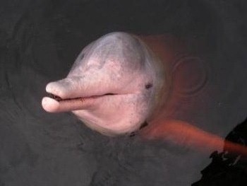 Pink Dolphin, Amazon, Brazil