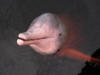 Amazon Pink Dolphin